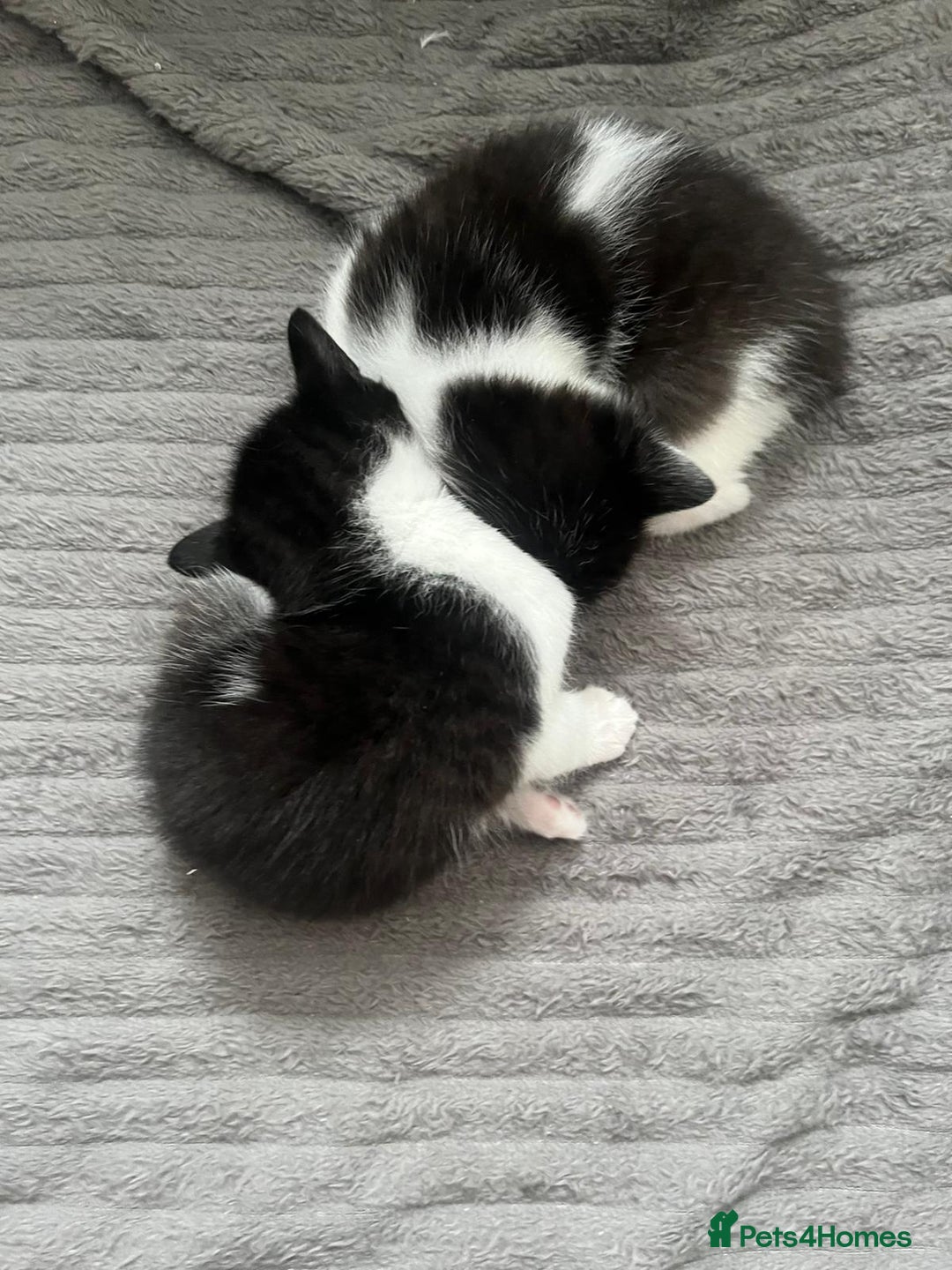 Mixed Breed cats for sale: Two charming female kittens - Image 1