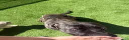 Mixed Breed dogs for sale: Cane corso x boerboel - Advert 4