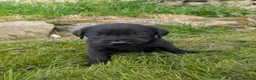 Labrador Retriever dogs for sale: Beautiful KC Labrador Puppies - Advert 14