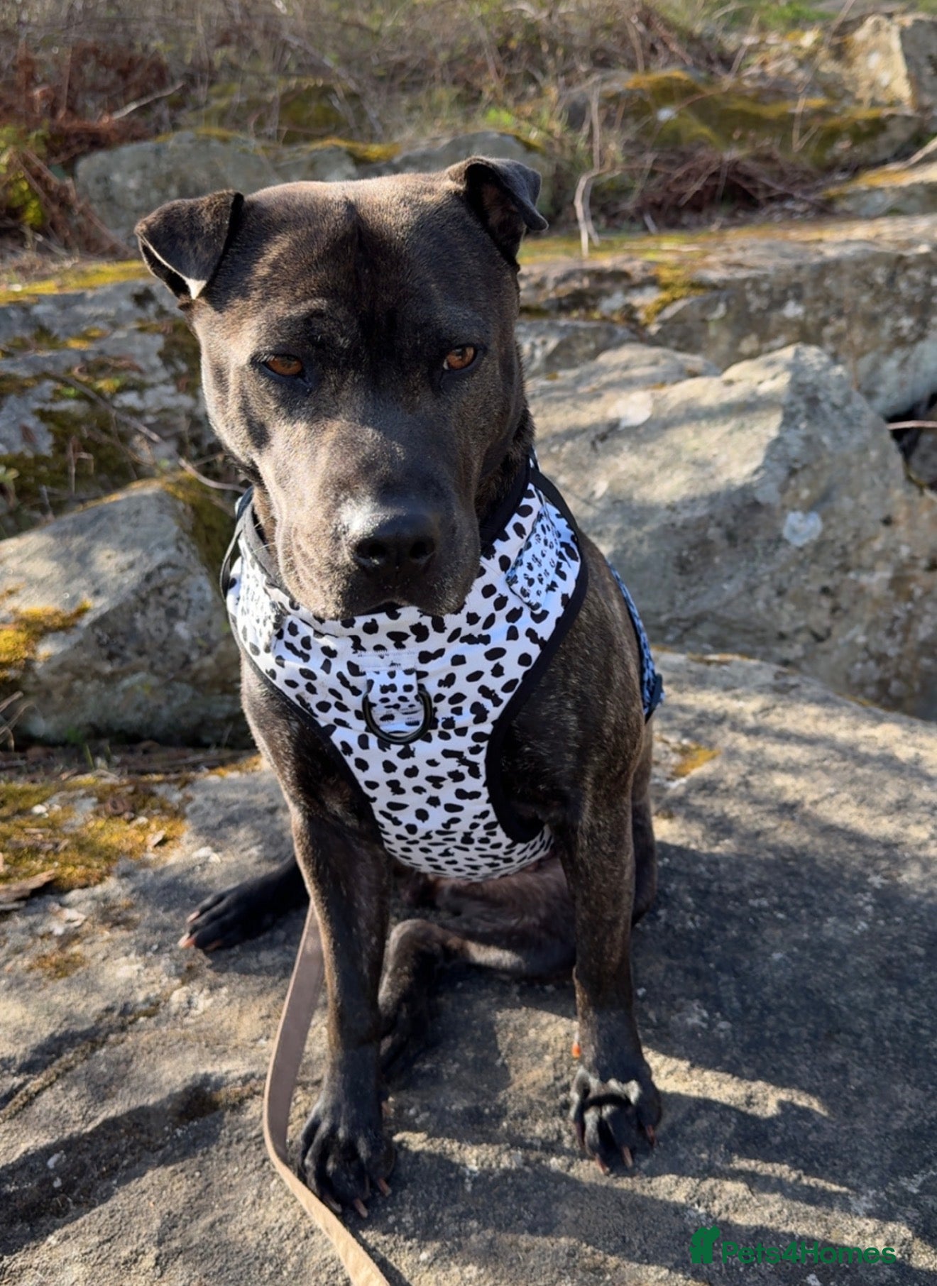 Mixed Breed dogs Shar pei X staff  - Advert 2