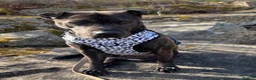 Mixed Breed dogs for sale: Shar pei X staff  in Morpeth - Advert 1