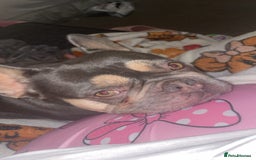 French Bulldog dogs for sale: 3 year old French bulldog  - Image 3