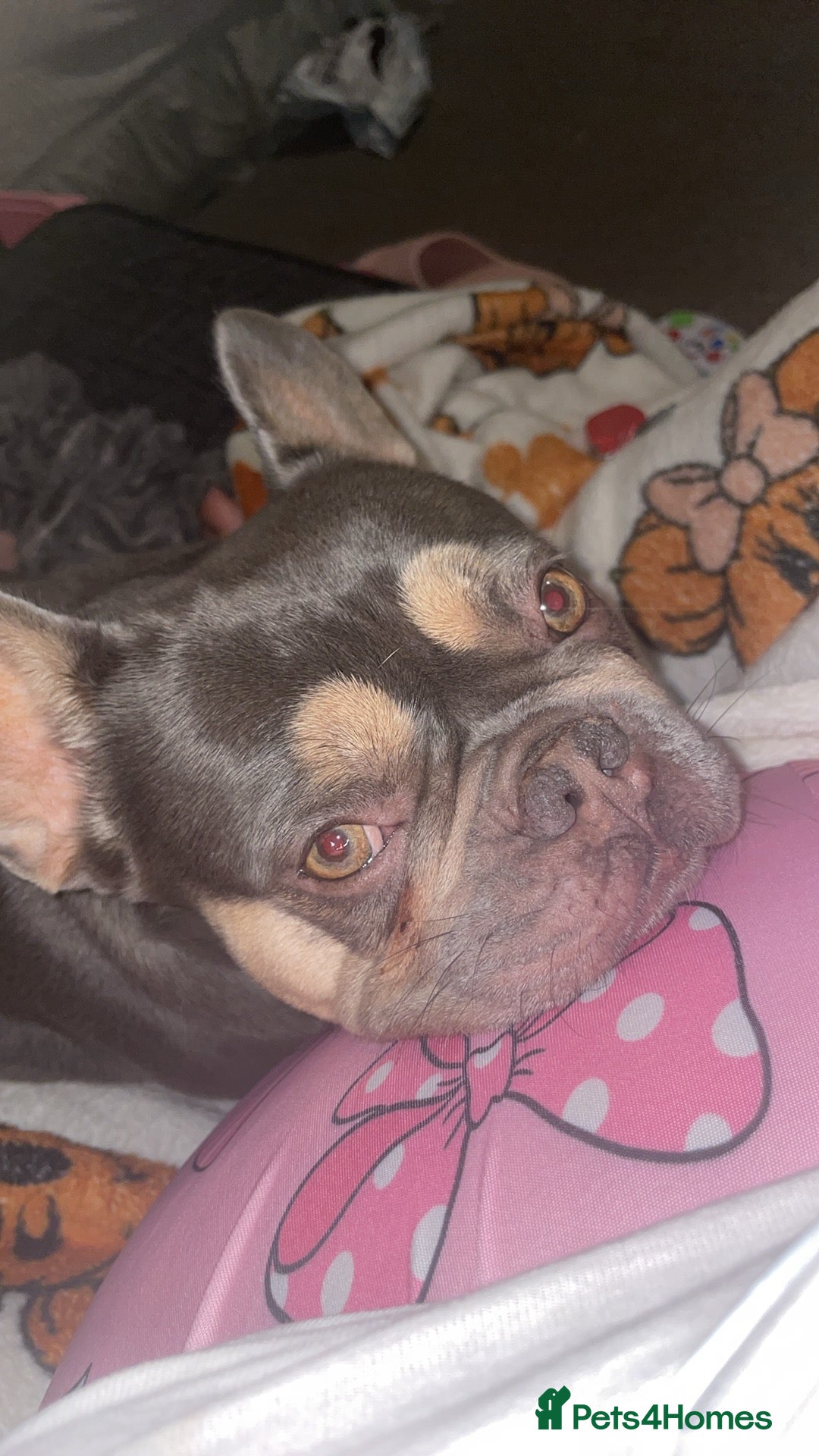 French Bulldog dogs for sale: 3 year old French bulldog  - Image 3