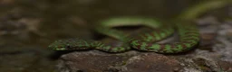 Snake reptiles for sale: Green tree pythons and Boas  - Advert 4