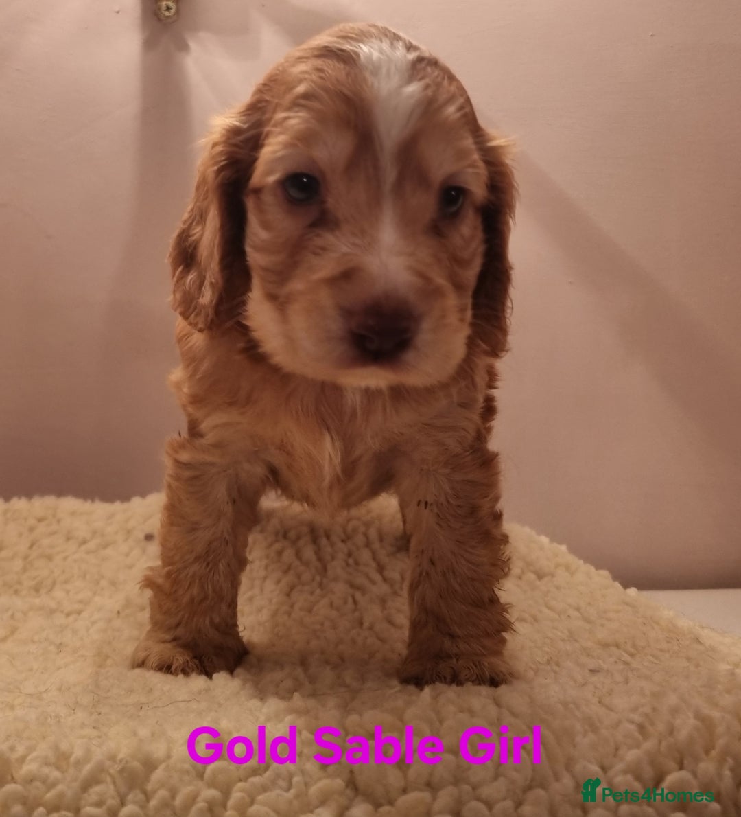 Cocker Spaniel dogs for sale: Gorgeous Chocolate & Sable Show Cocker Pups Ready - Image 8