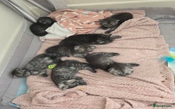 Scottish Fold cats for sale: Scottish-fold/straight ears kittens grey colour - Image 21