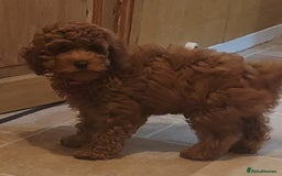 Cavapoo dogs for sale: Ruby red f1b toy cavapoo female  - Advert 3