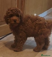 Cavapoo dogs Ruby red f1b toy cavapoo female - Advert 2