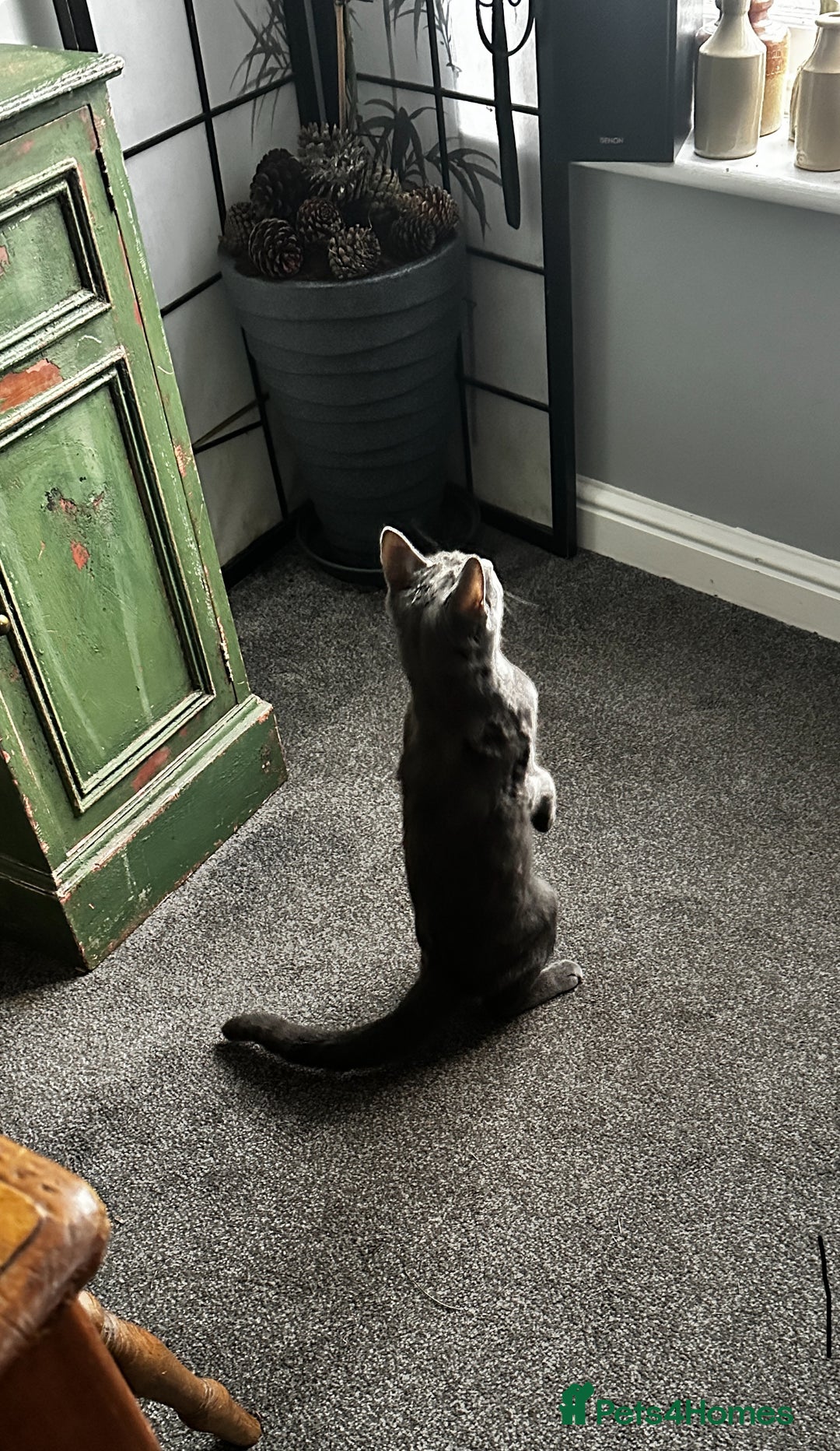 Mixed Breed cats for sale: Russian Blue x Bengal grey cat - Advert 3