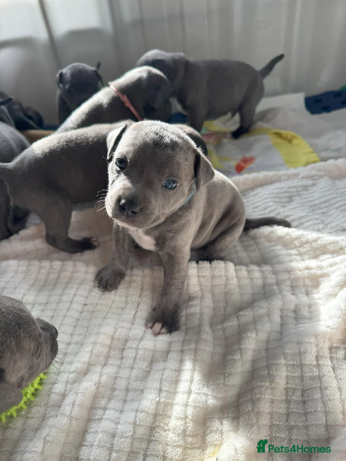 Staffordshire Bull Terrier dogs Staffordshire Bull Terrier puppies for sale  - Advert 5