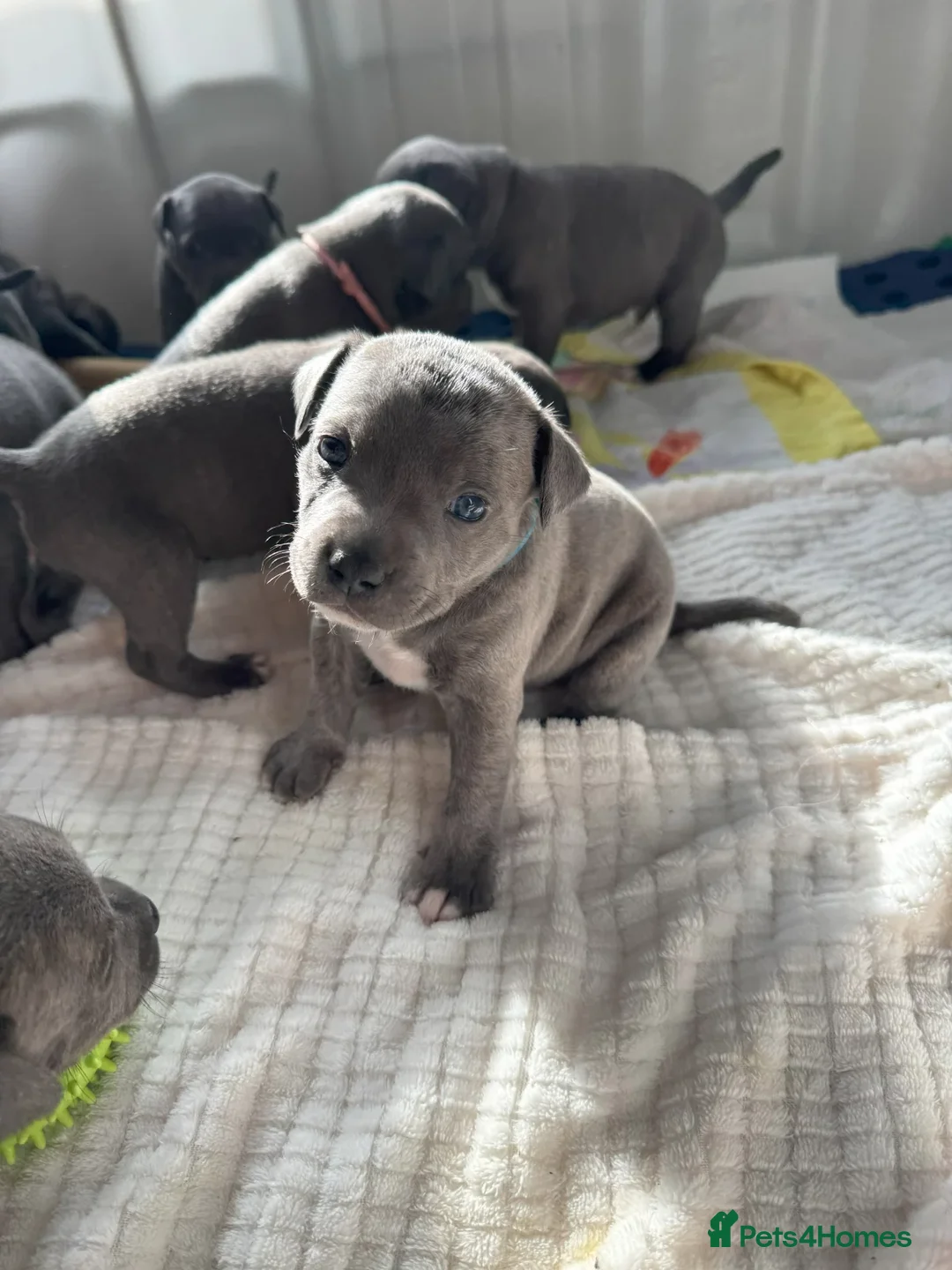 Staffordshire Bull Terrier dogs for sale: Staffordshire Bull Terrier puppies for sale  in London - Advert 1
