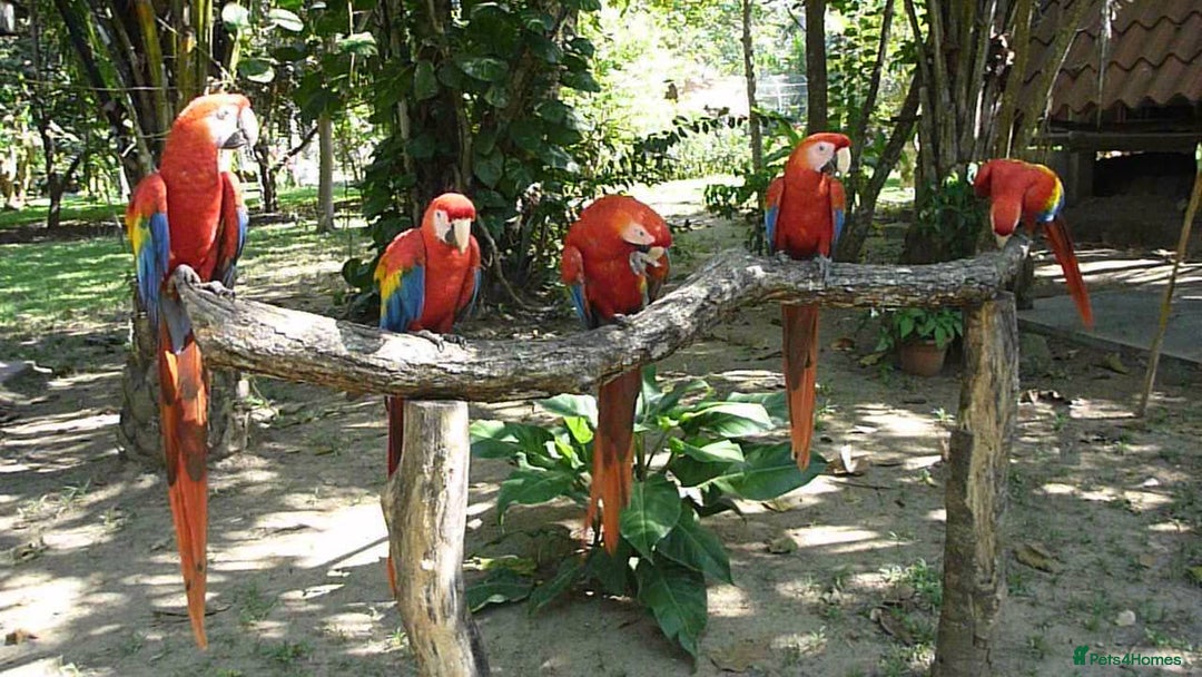 Mixed Breed birds for sale: Available Birds and Parrots - Image 6