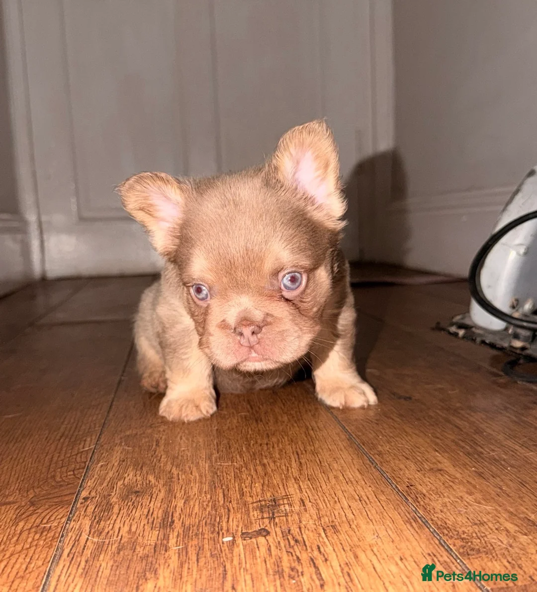 French Bulldog dogs for sale: Fluffy frenchies new shade/ lilactan pink-testable - Advert 5