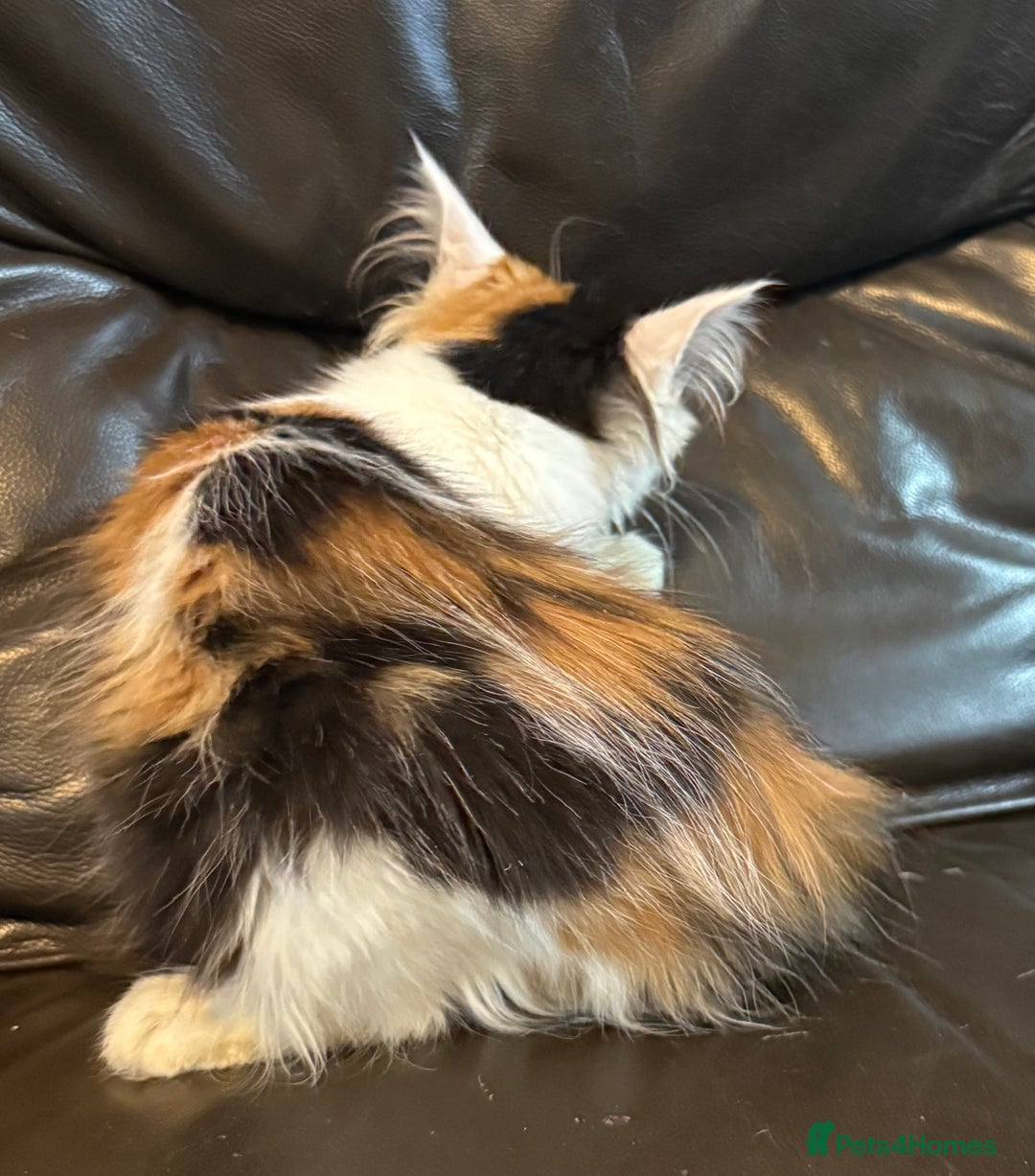Maine Coon cats for sale: Mainecoon cross kittens  in Romford - Image 5