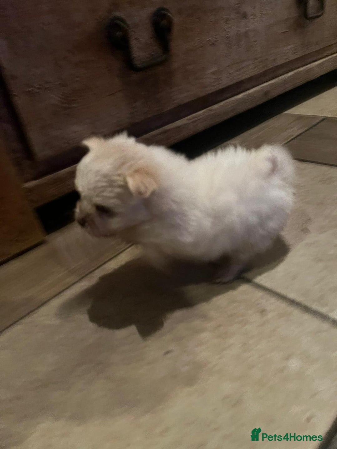 Bichon Frise dogs for sale: 4 Bichone Frise Maltese for sale - Advert 11