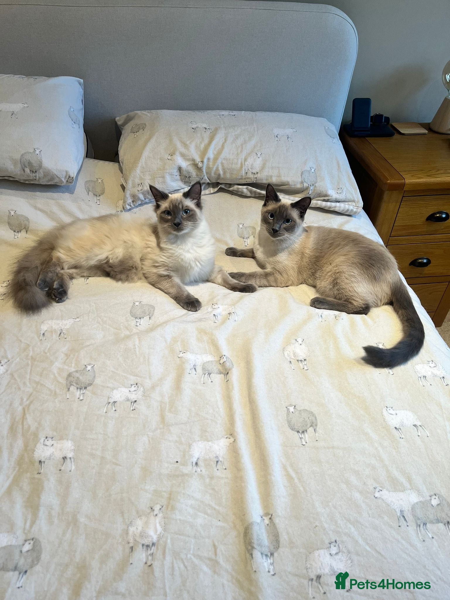 Ragamese cats Brother ragamese kittens (ragdoll/siamese) - Advert 1