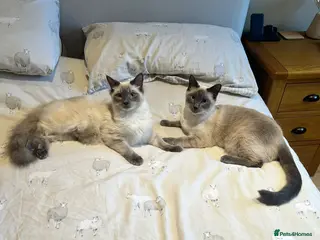 Ragamese cats Brother ragamese kittens (ragdoll/siamese) - Advert 7