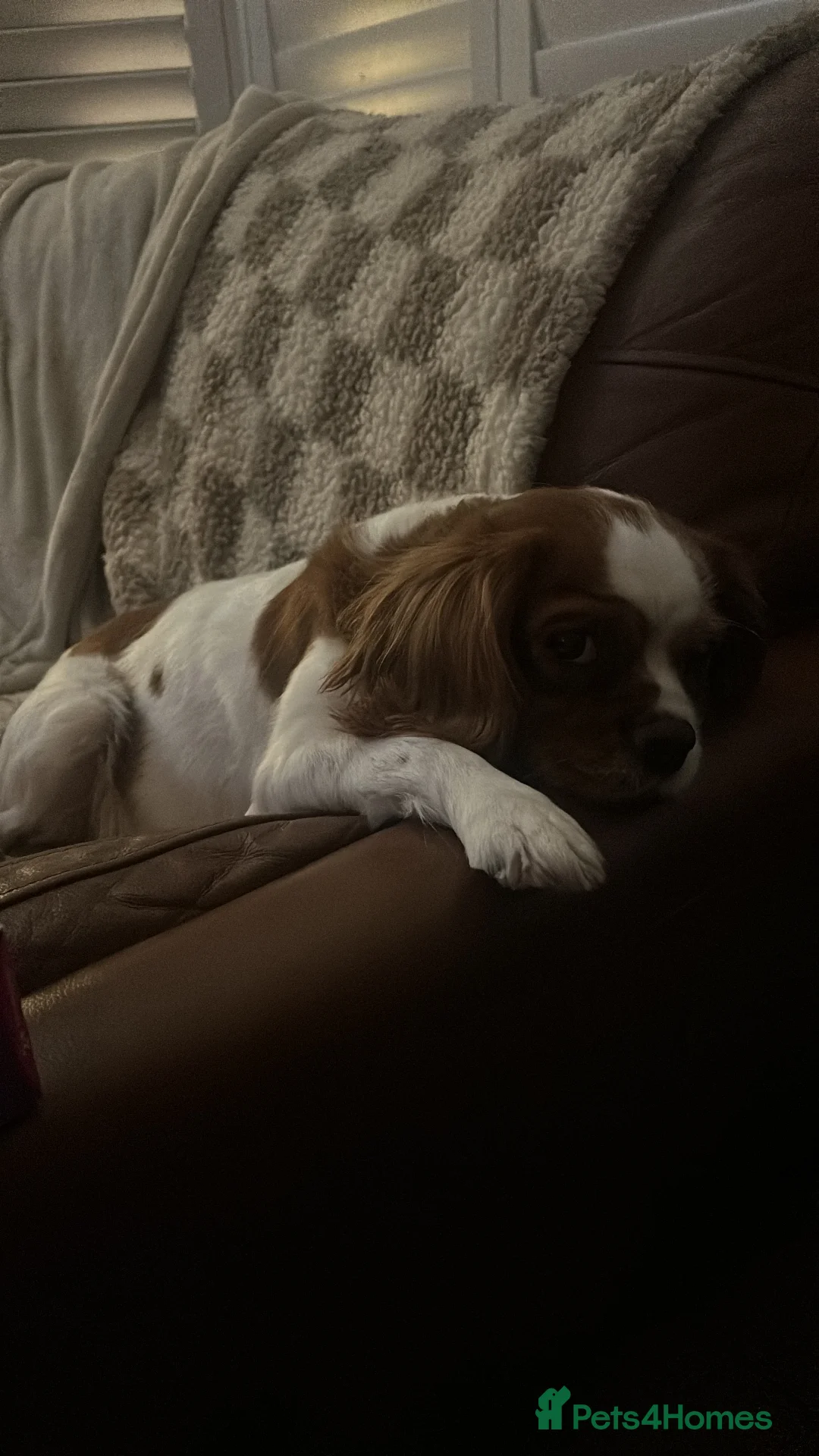 Cavalier King Charles Spaniel dogs for sale: Loving home for Lottie  - Advert 2