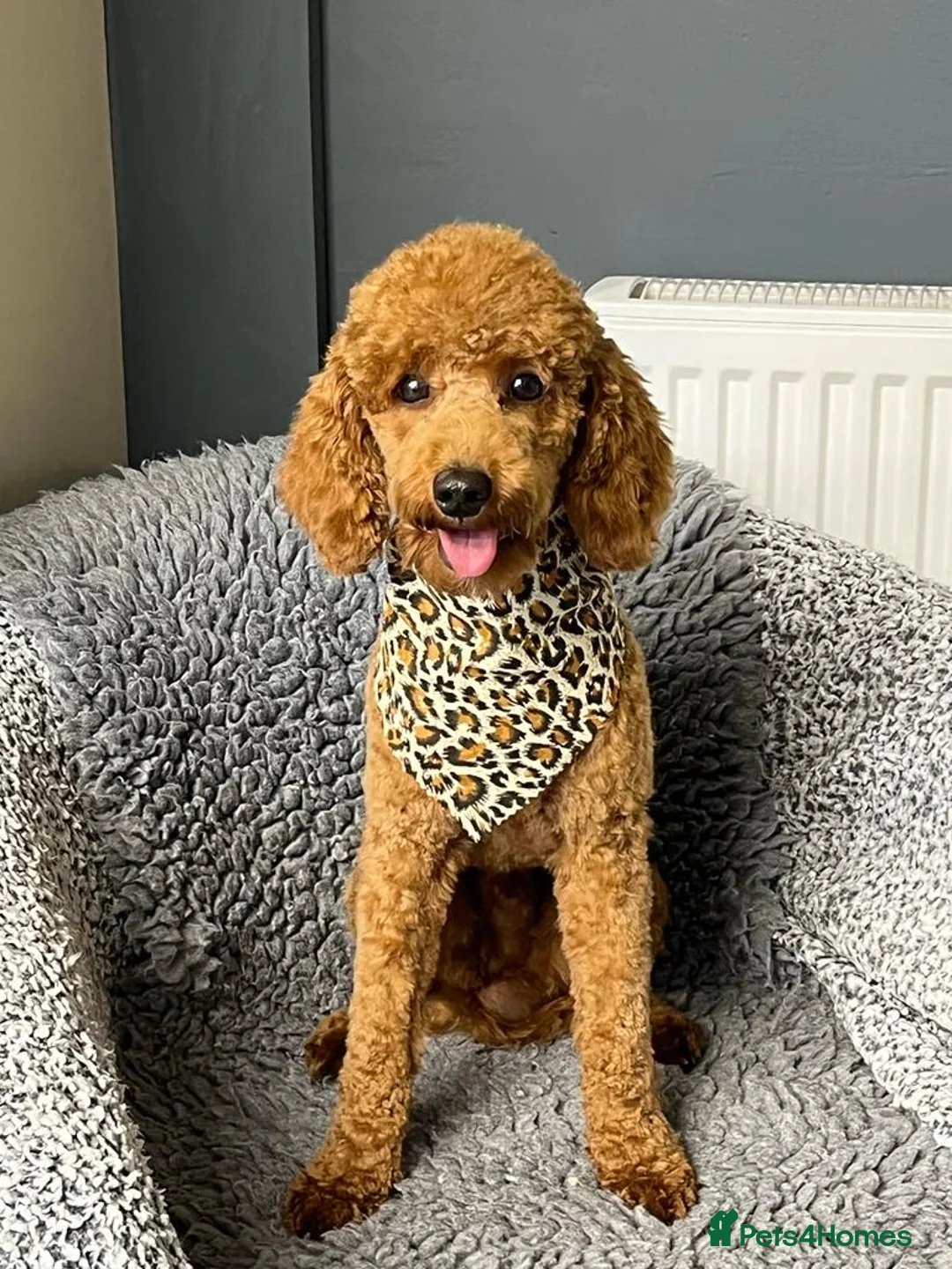 Miniature Poodle dogs for stud: Stud only red miniature toy poodle in Denbigh - Advert 2
