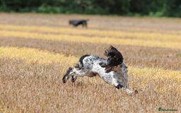 Cocker Spaniel dogs for stud: Fully DNA Health tested, Hip scored Cocker stud in Alton - Image 3