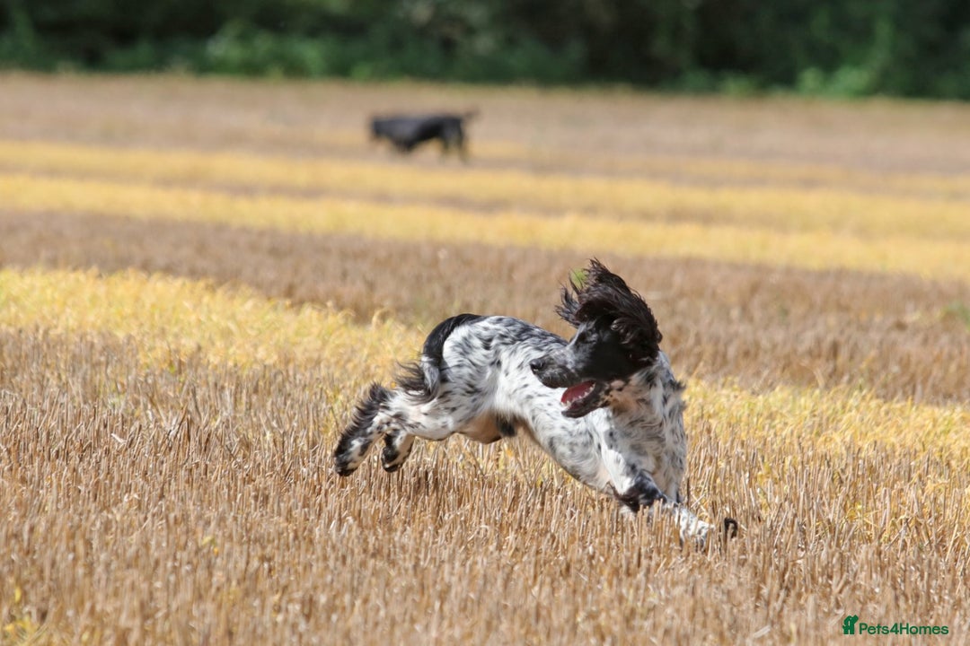 Cocker Spaniel dogs for stud: Fully DNA Health tested, Hip scored Cocker stud in Alton - Image 3