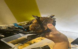 Turtle reptiles for sale: Diamondback Terrapin Turtle - Image 5