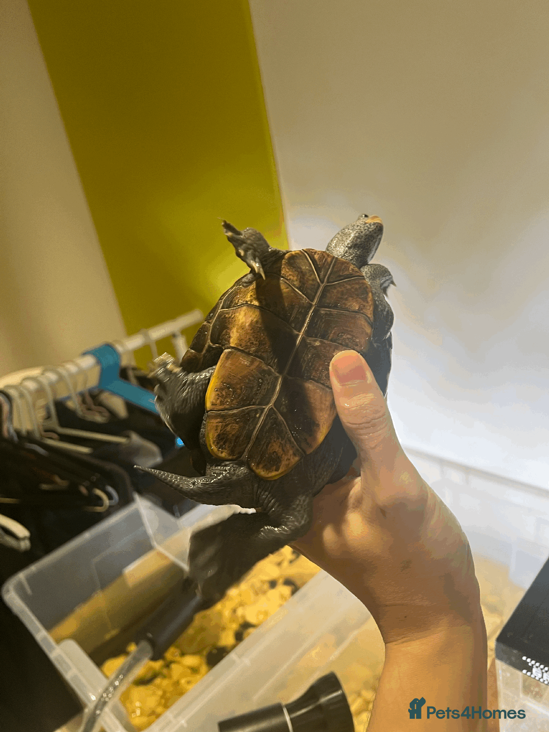 Turtle reptiles for sale: Diamondback Terrapin Turtle - Image 5