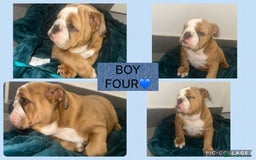 English Bulldog dogs for sale: ENGLISH BULLDOG PUPPIES FOR SALE🩷💙 - Image 6