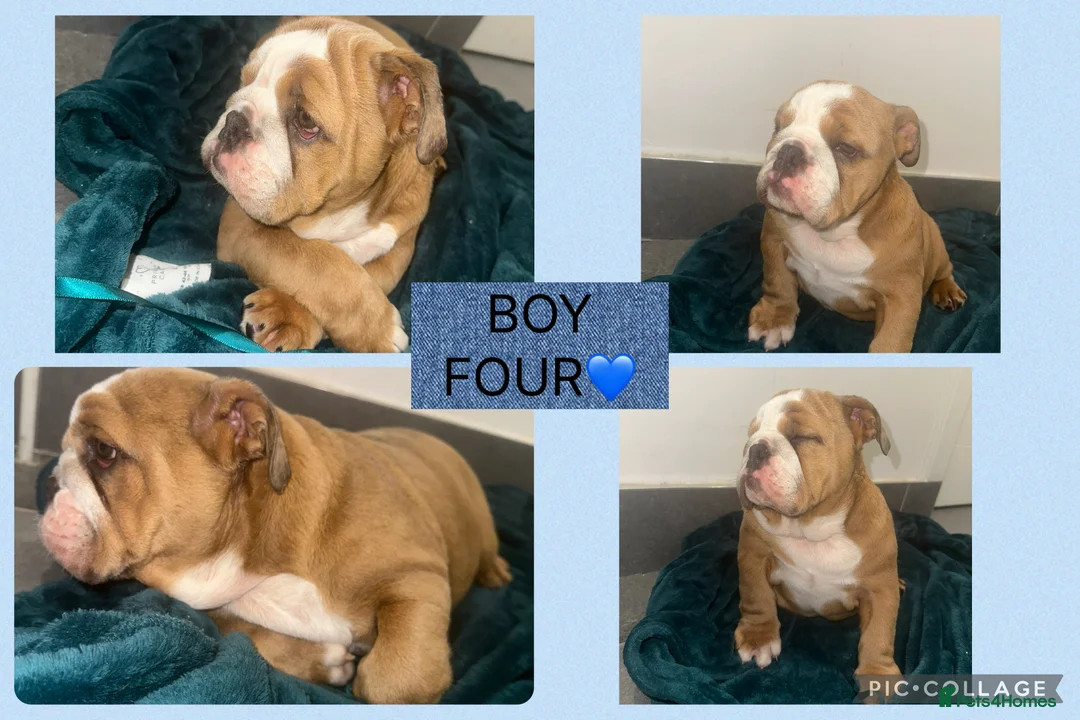 English Bulldog dogs for sale: ENGLISH BULLDOG PUPPIES FOR SALE🩷💙 - Advert 6