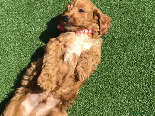 Cockapoo dogs Beautiful f2 cockapoo puppies - Advert 5