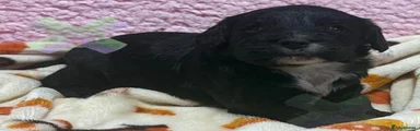 Cockapoo 2