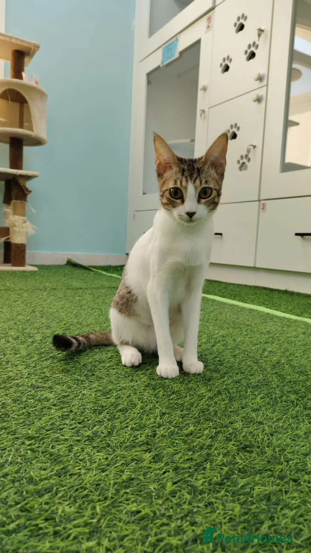Mixed Breed cats for adoption: [Indoors Only] Yuki & Suki - Adorable Siblings - Advert 2