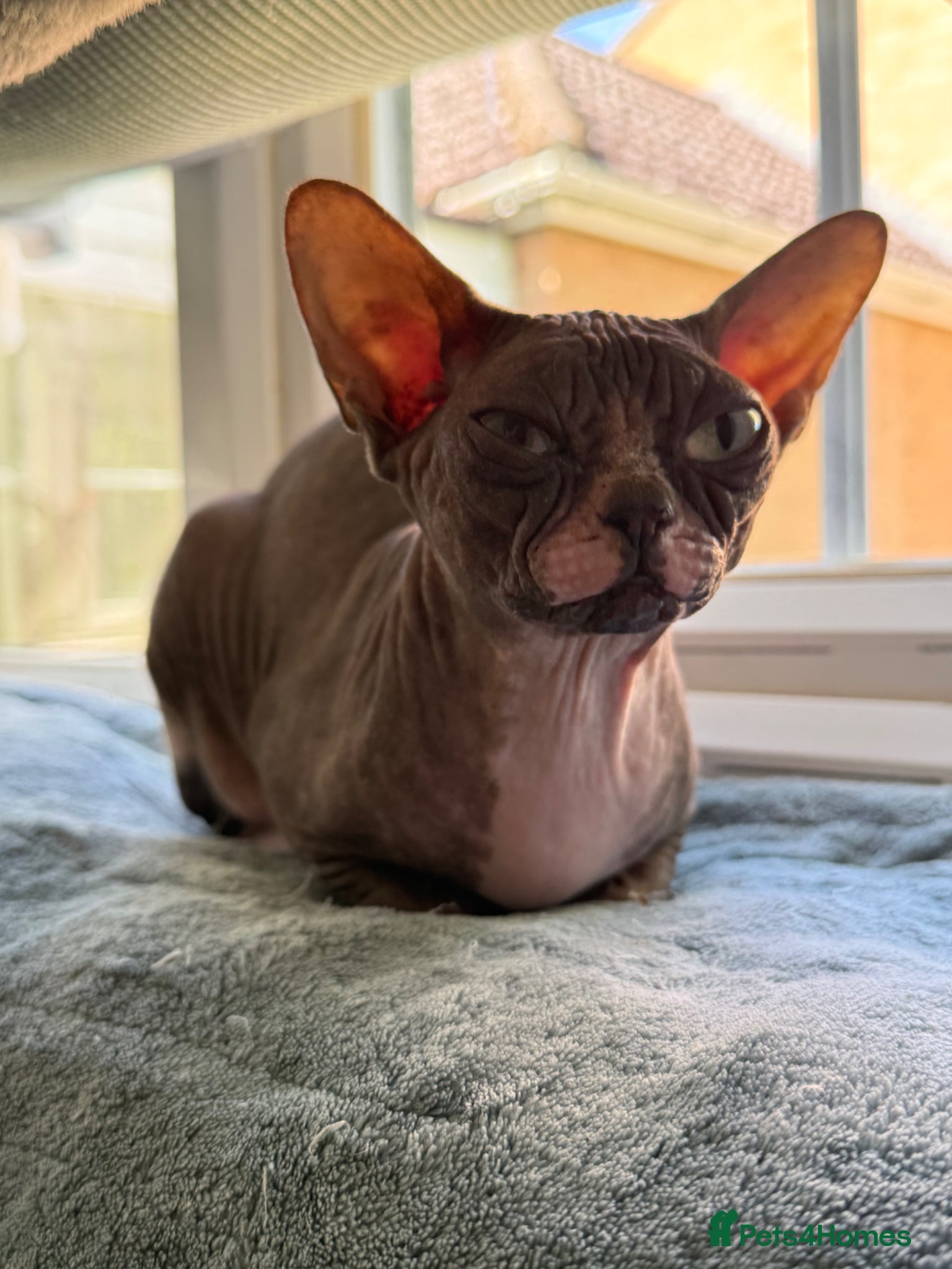 Sphynx cats Beautiful Retired Queen CHANEL  for a Loving Home - Advert 5