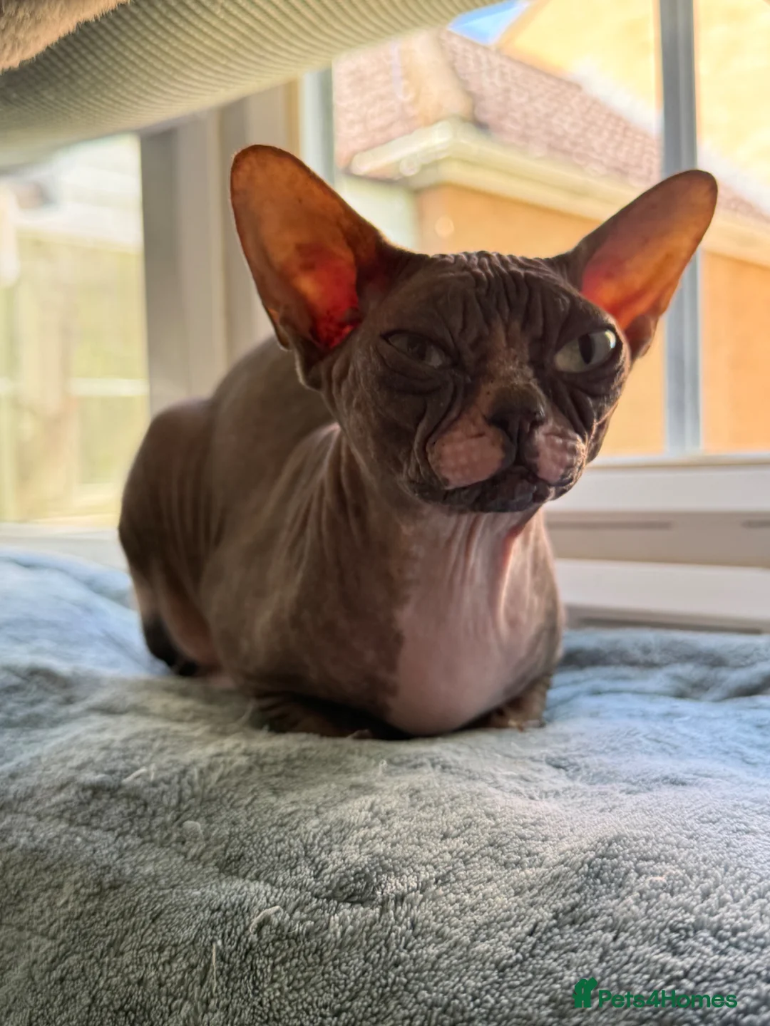 Sphynx cats for sale: Beautiful Retired Queen CHANEL  for a Loving Home - Advert 1