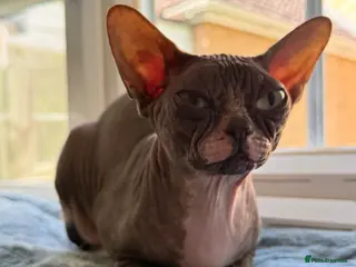 Sphynx cats Beautiful Retired Queen CHANEL for a Loving Home - Advert 5