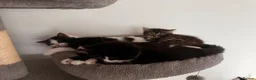 Mixed Breed cats for sale: Long fur domestic cat  in London - Advert 2