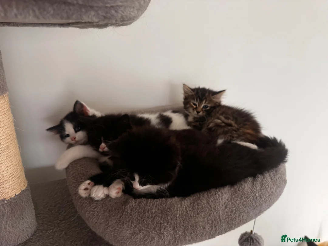 Mixed Breed cats for sale: Long fur domestic cat  in London - Advert 2