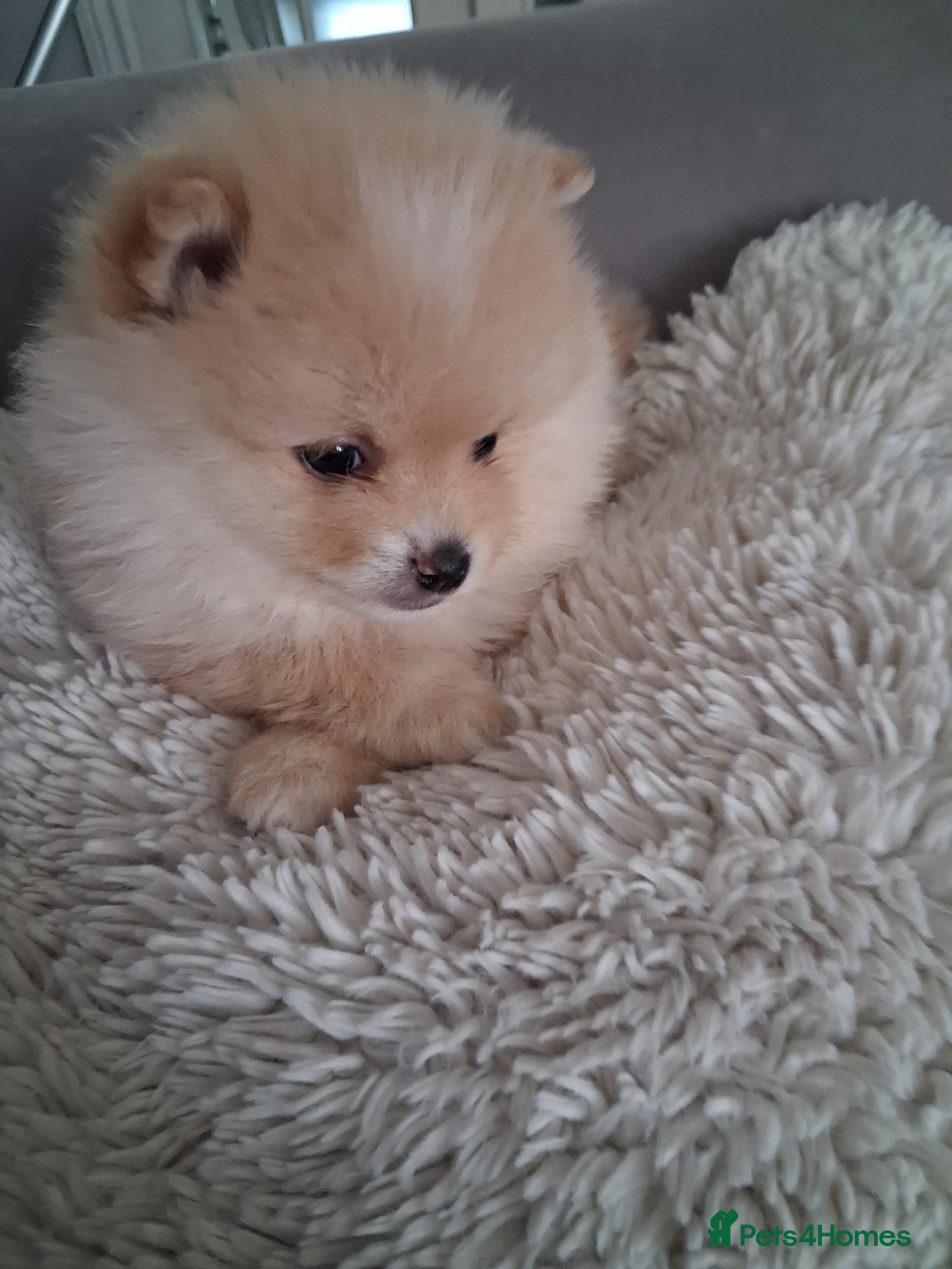 Pomeranian dogs for sale: AMAZING POMERANIAN TEDDY BEAR PUPPIES. 2 BOYS - Advert 1
