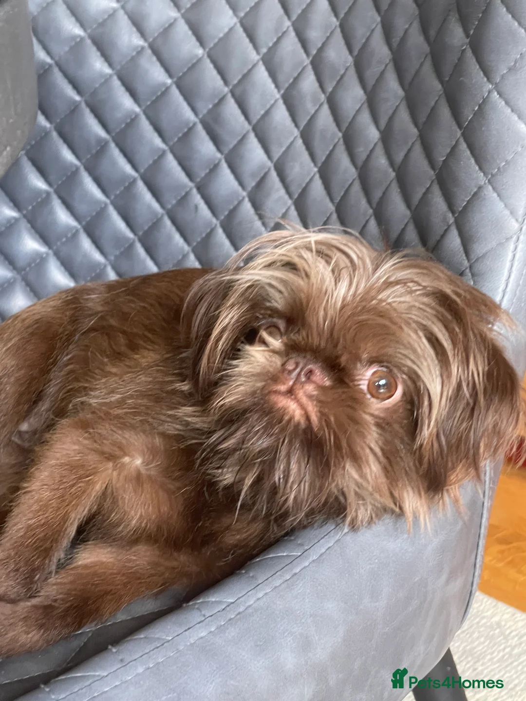 Griffon Bruxellois dogs for sale: Gorgeous rough coated griffon girl  - Advert 5