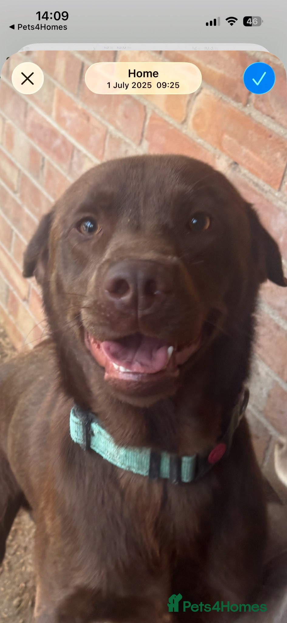 Labrador Retriever dogs Kc registered chocolate labrador  - Advert 2