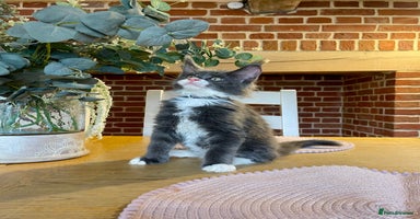 Maine Coon cats - Advert 15