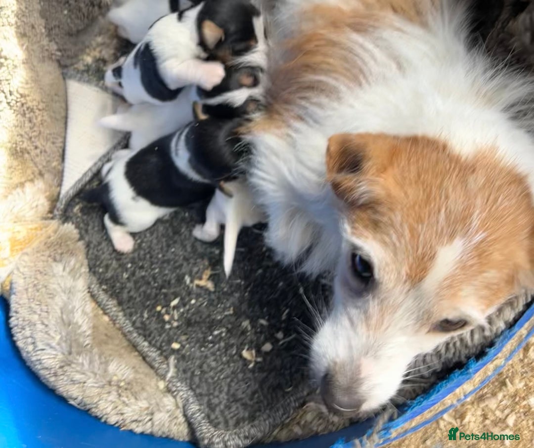 Jack Russell dogs for sale: Jack Russell puppies for sale  - Image 7