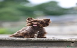 Yorkshire Terrier dogs for sale: Mini Yorkshire terrier Biewer Chocolate /black  - Image 14