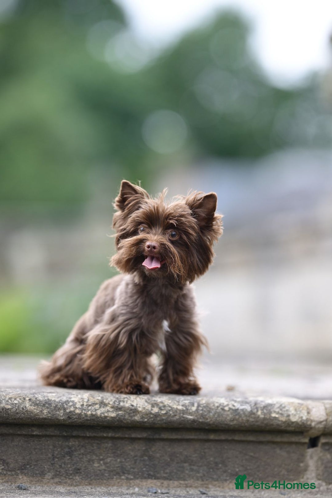 Yorkshire Terrier dogs for sale: Mini Yorkshire terrier Biewer Chocolate /black  - Image 14