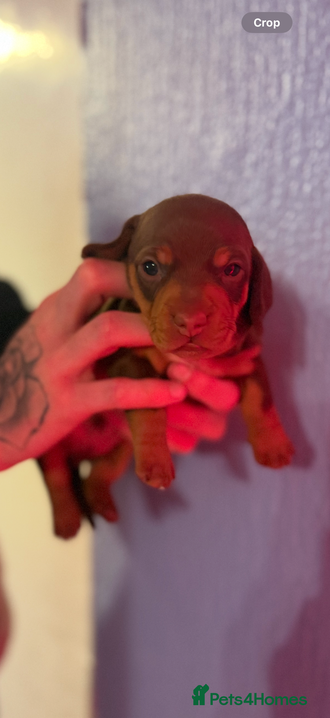 Miniature Dachshund dogs for sale: Chocolate & Tan Smooth haired - mini dachshund - Image 11