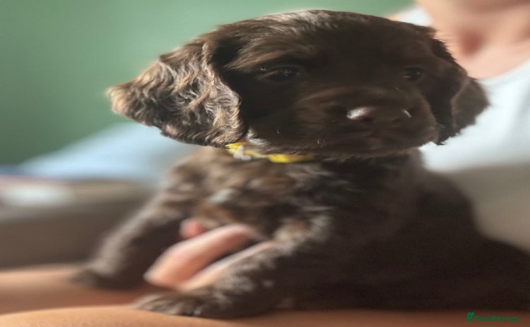 Cocker Spaniel dogs - Advert 1