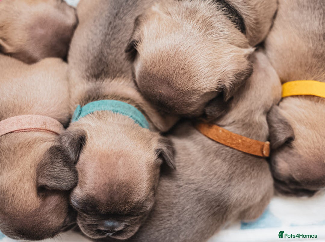 French Bulldog dogs for sale: 5 boys and 3 girls - DEPOSITS BEING TAKEN - Advert 6