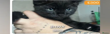 Bink