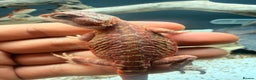 Bearded Dragon reptiles for sale: Red baby Bearded Dragons ready to go! - Advert 4
