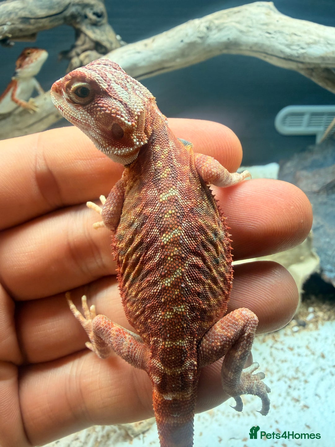Bearded Dragon reptiles for sale: Red baby Bearded Dragons ready to go! - Advert 4